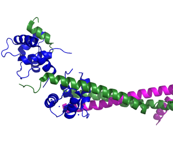 A ribbon diagram of the human cardiac troponin core complex.