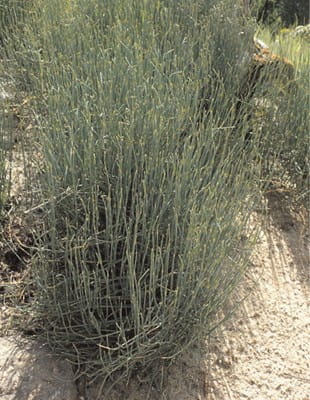 Photograph of Ephedra sinica plant.