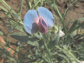 Photograph of grass pea plant.