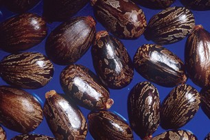 Photograph of castor beans.